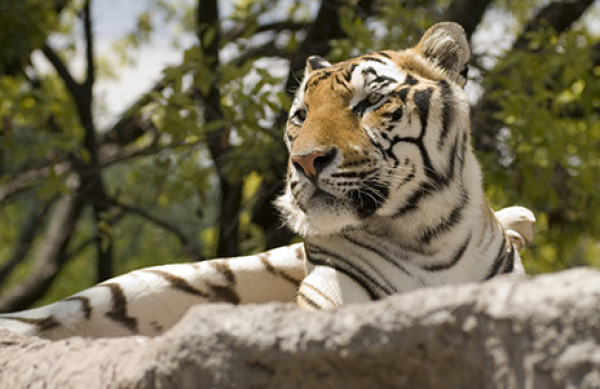 AFRICAM SAFARI